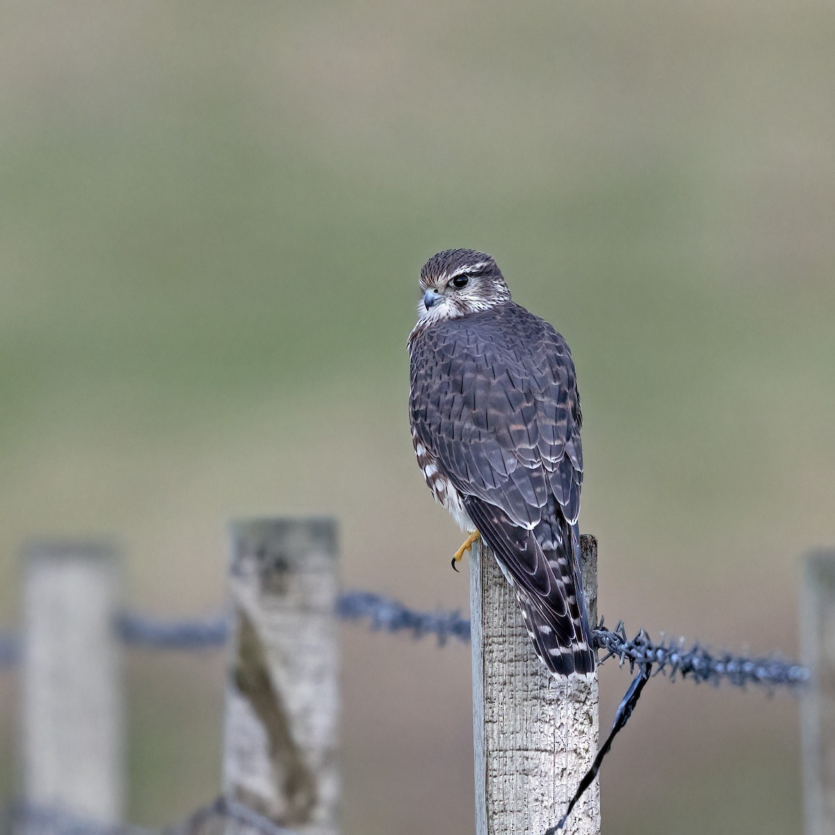 Merlin (Eurasian) - ML617130175