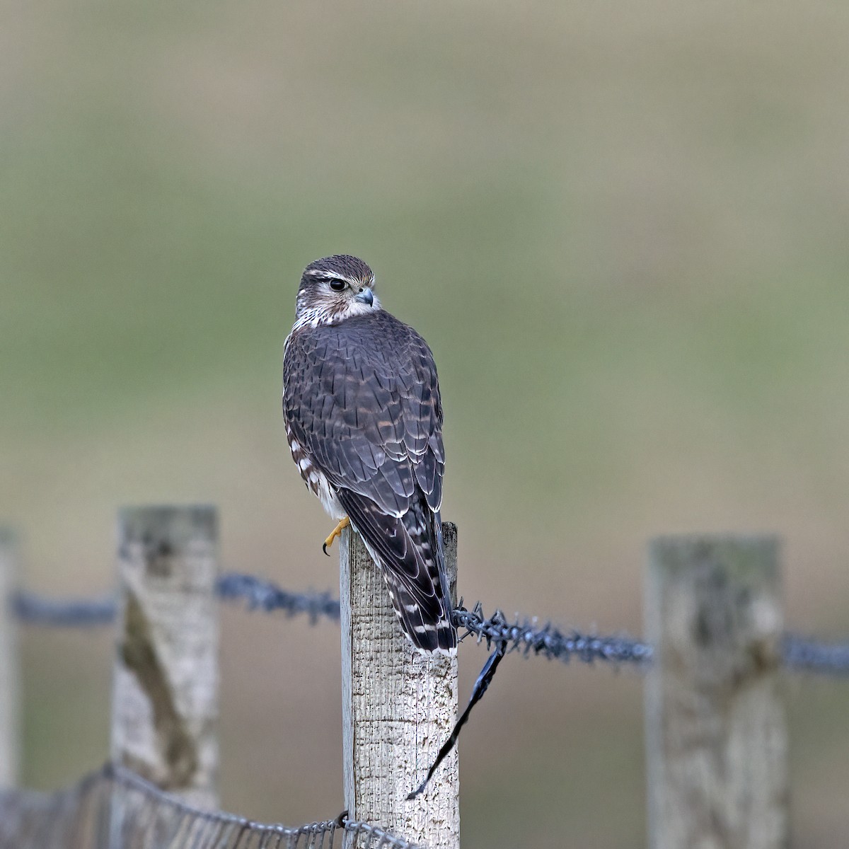 Merlin (Eurasian) - ML617130176