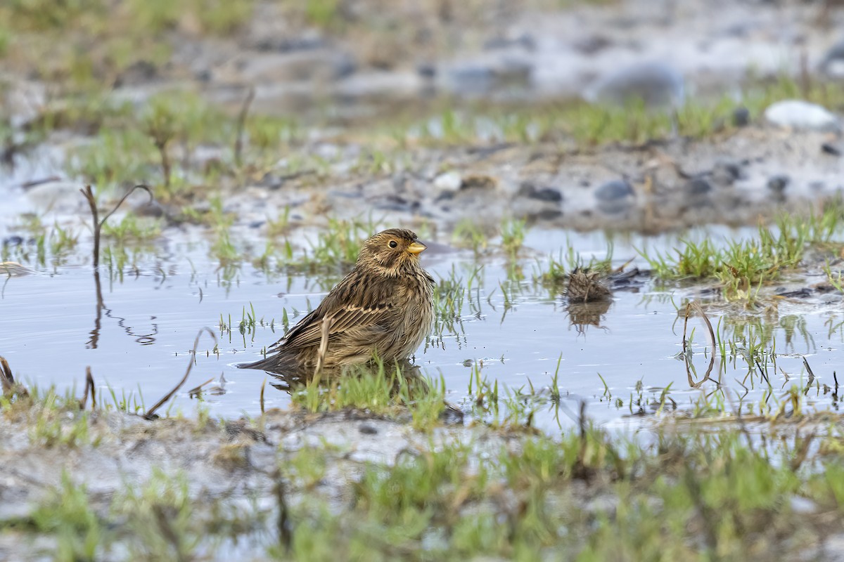 Pardillo Piquigualdo - ML617130181