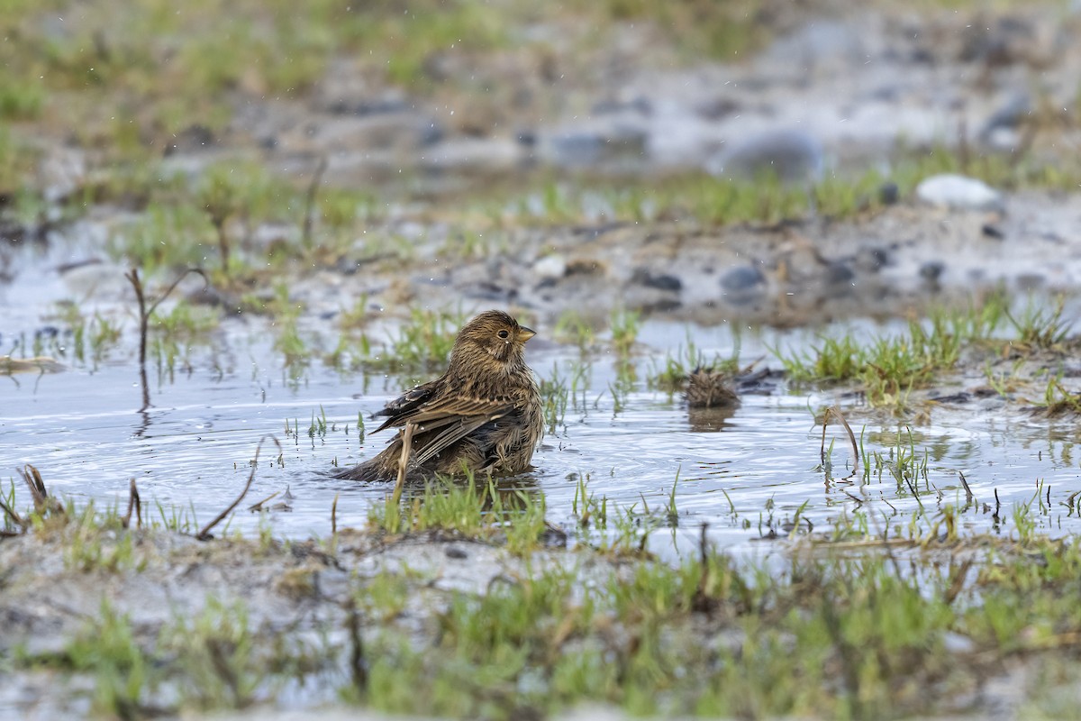 Pardillo Piquigualdo - ML617130182