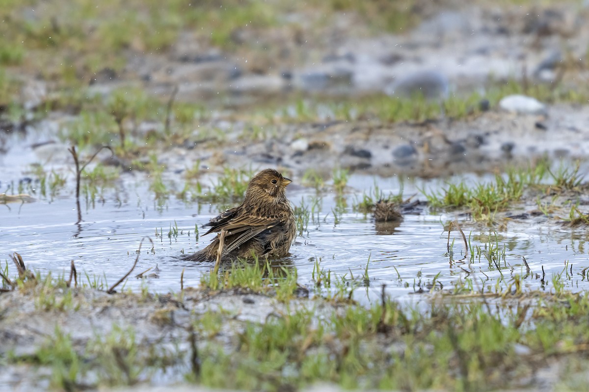 Twite - ML617130182