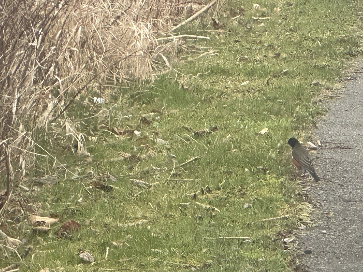 American Robin - ML617130219