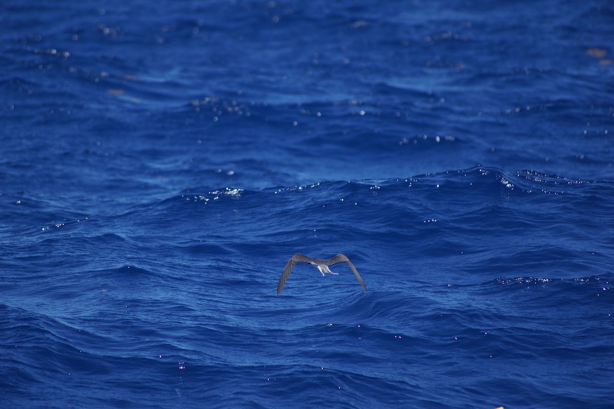 Zügelseeschwalbe - ML617130221