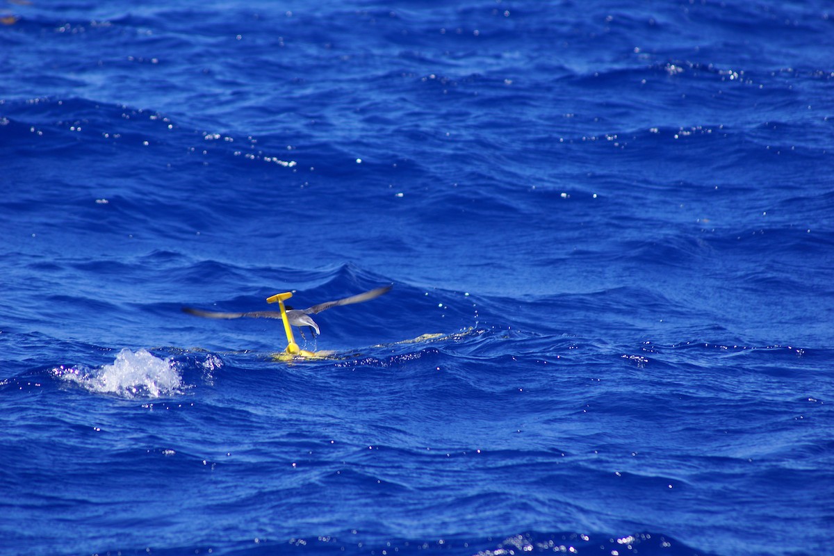 Zügelseeschwalbe - ML617130222