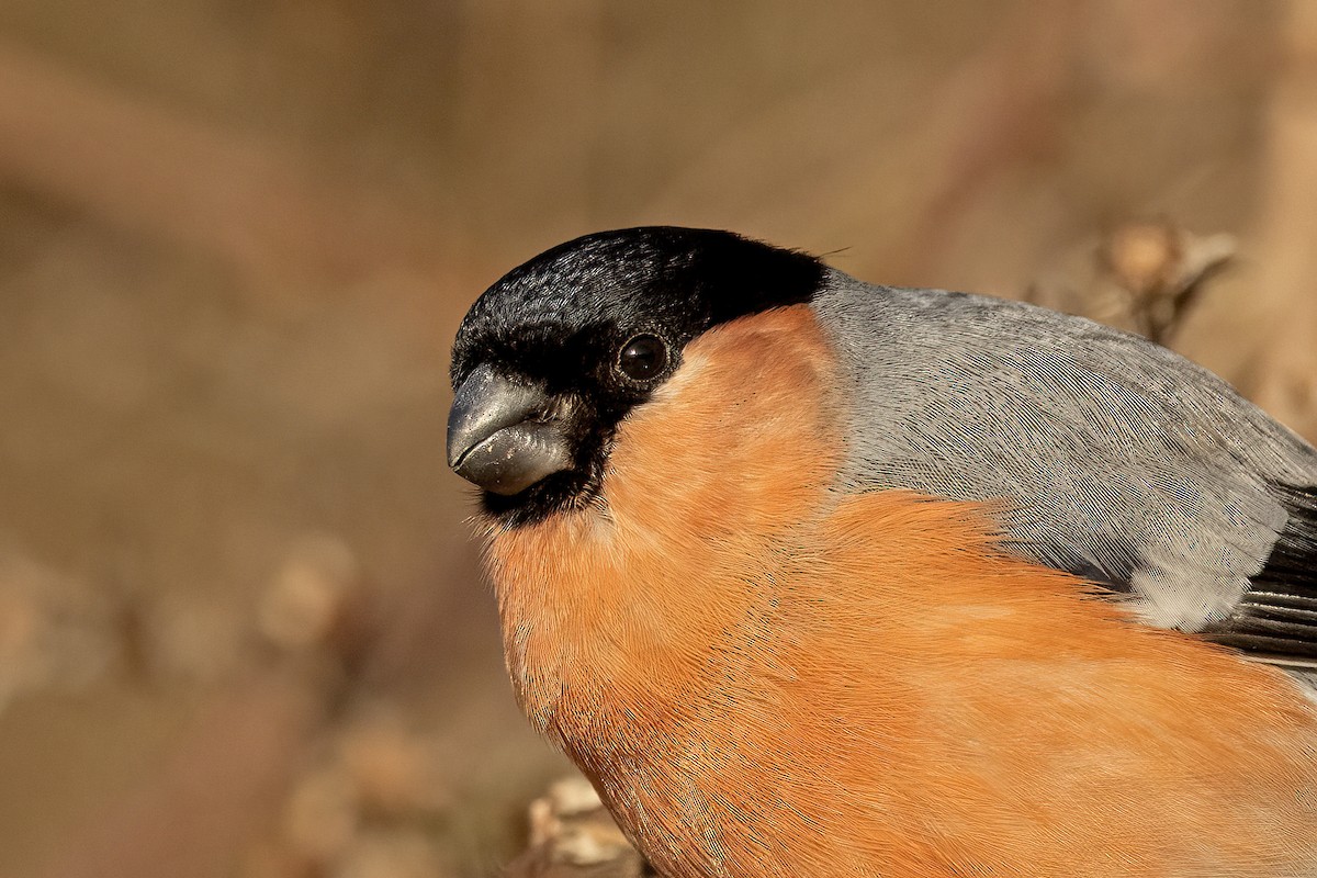 Eurasian Bullfinch (Eurasian) - ML617130251