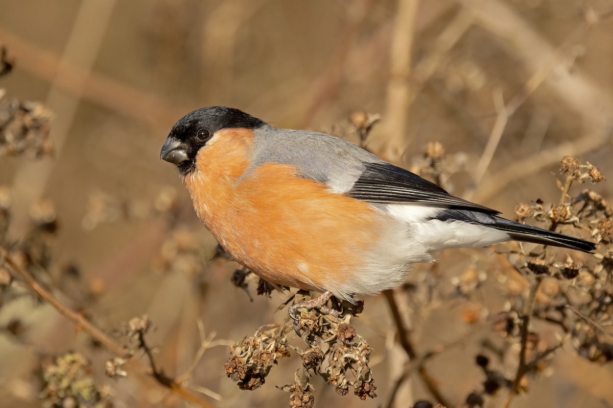 Eurasian Bullfinch (Eurasian) - ML617130252