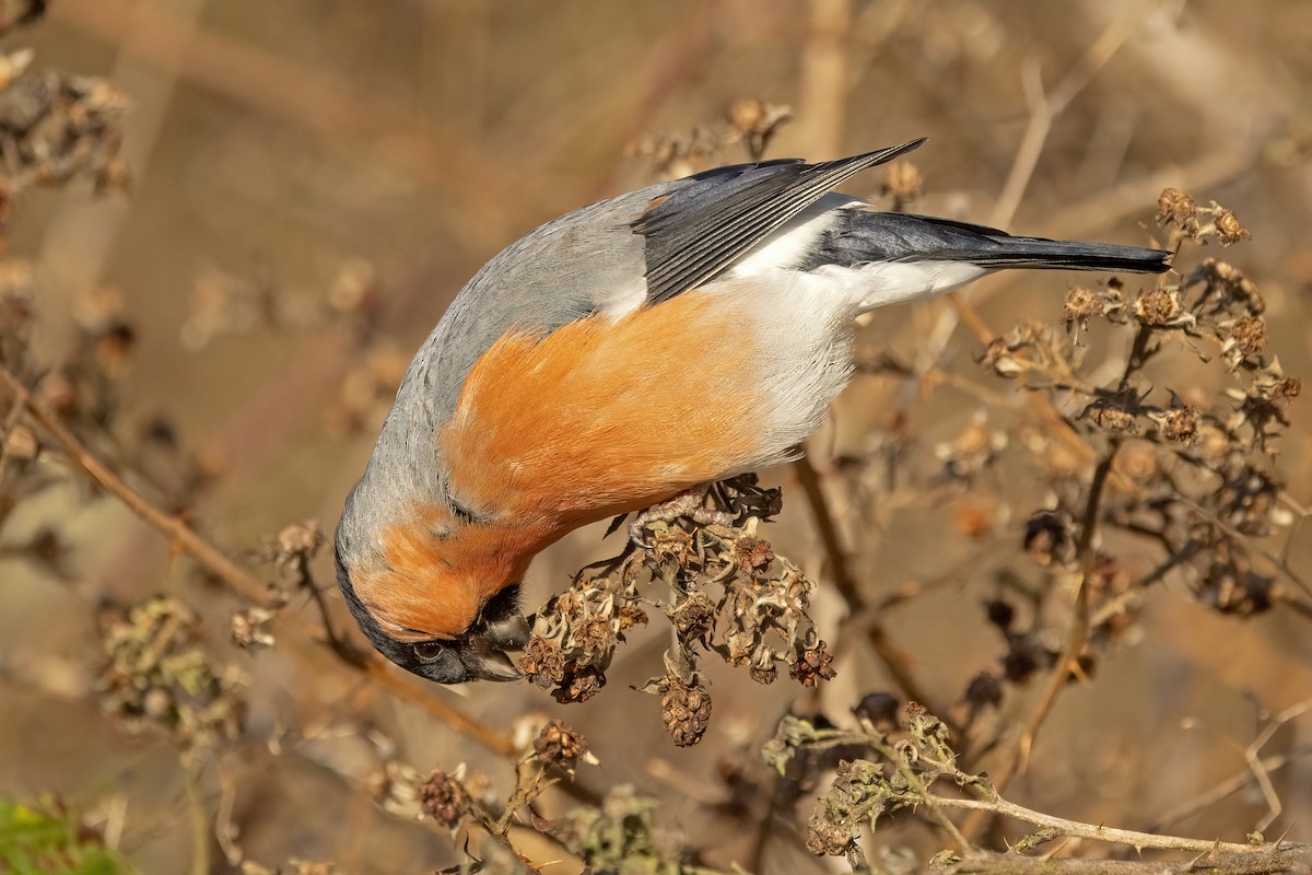 Eurasian Bullfinch (Eurasian) - ML617130253