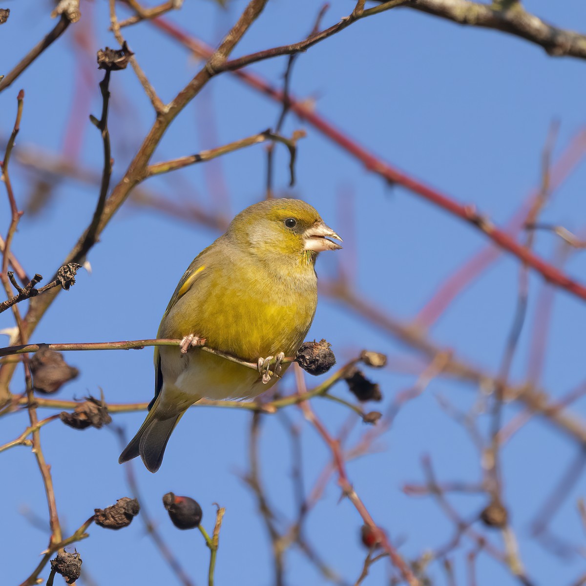 European Greenfinch - ML617130254