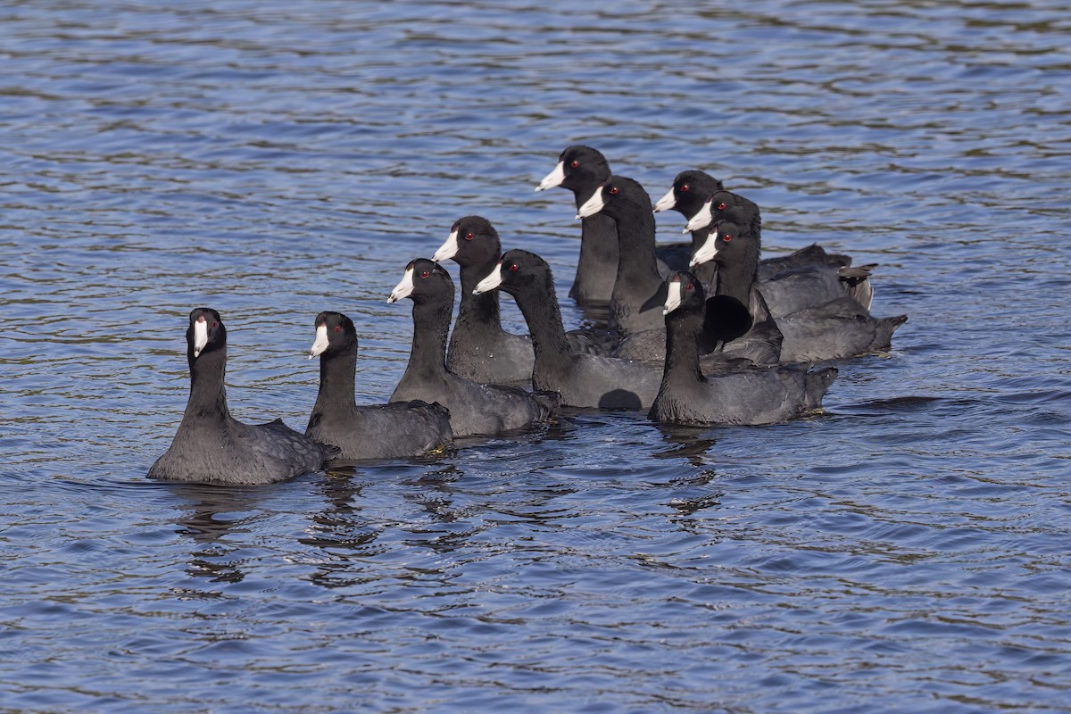 American Coot - ML617130311