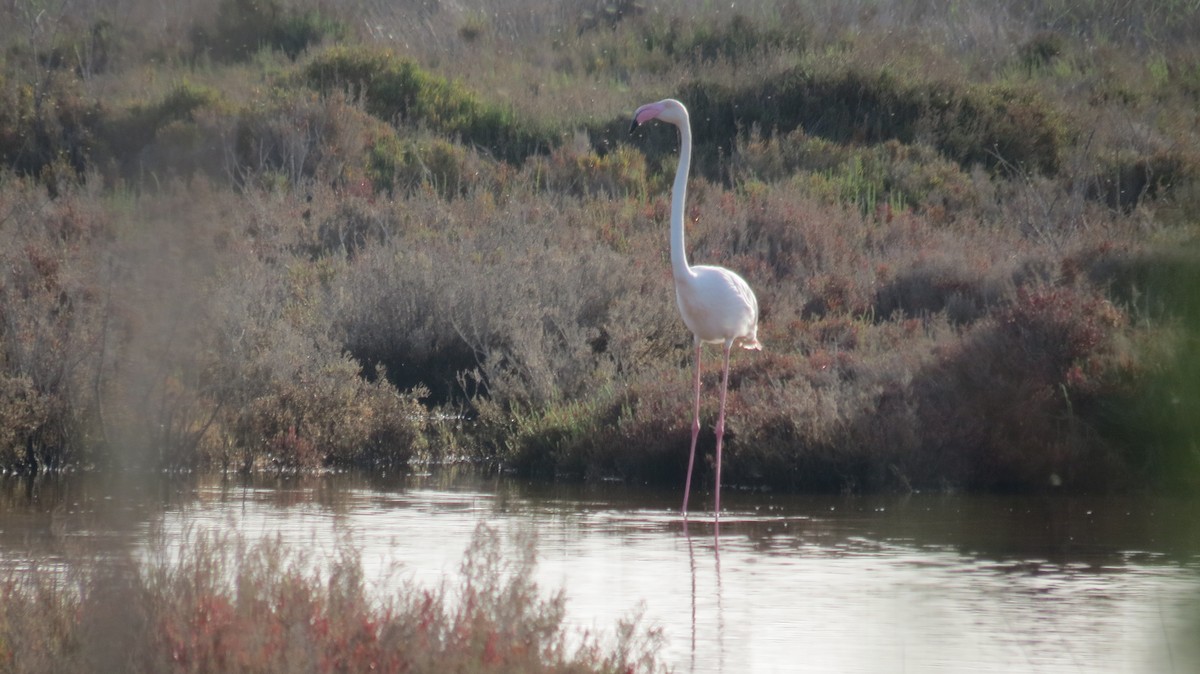 Greater Flamingo - louie macdonald