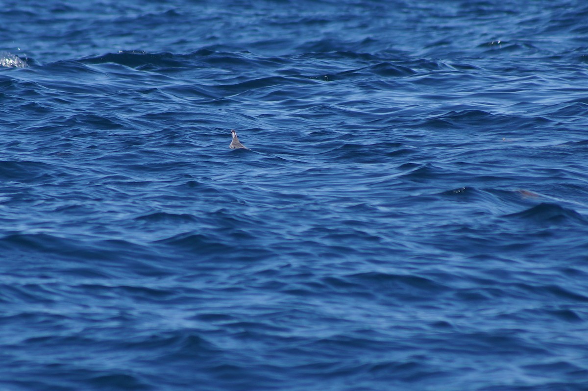 Odinshühnchen - ML617130402