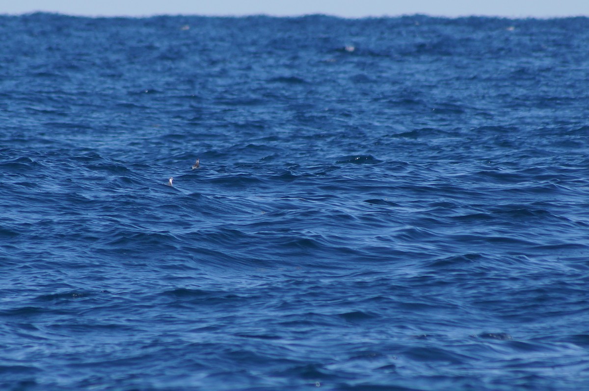 Odinshühnchen - ML617130403