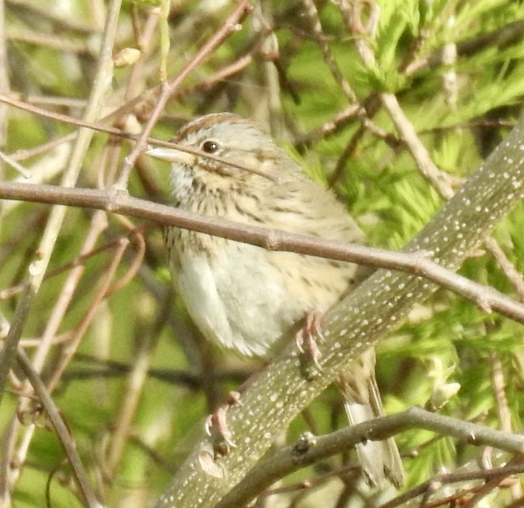 Lincoln's Sparrow - Janell Cleveland