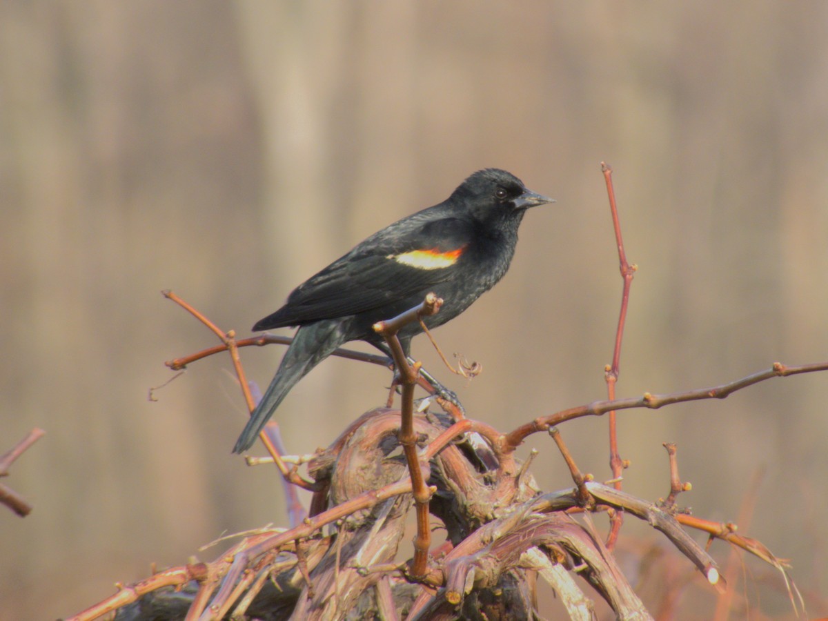 Red-winged Blackbird - ML617130458