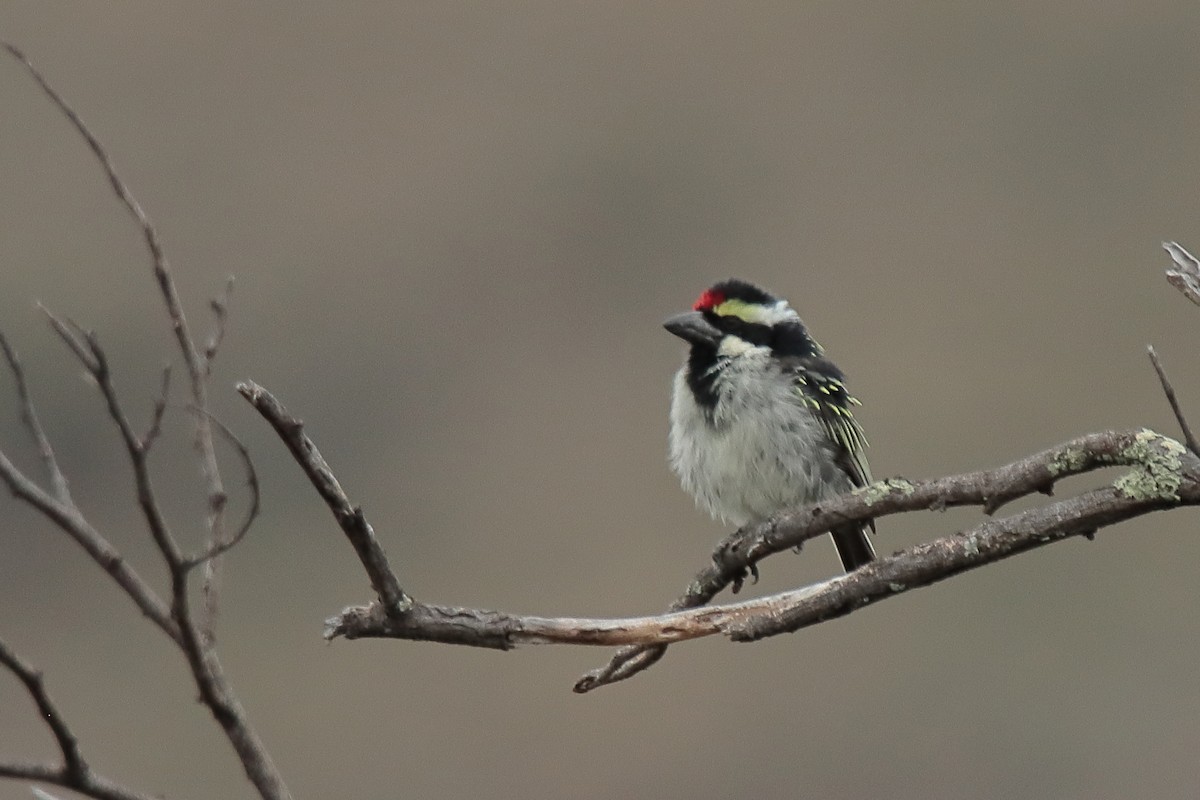 Pied Barbet - Johan Heyns