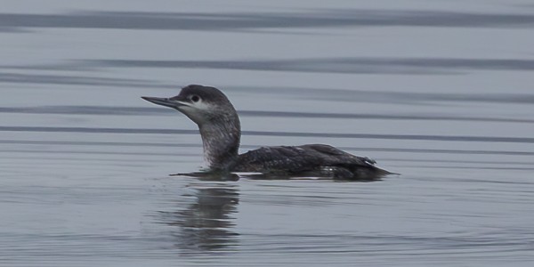 Red-throated Loon - ML617130560