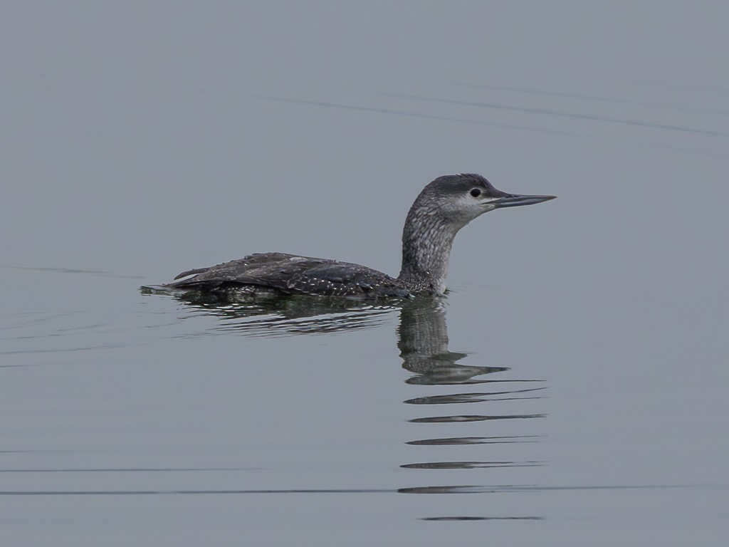 Red-throated Loon - ML617130561