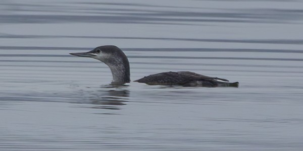 Red-throated Loon - ML617130562