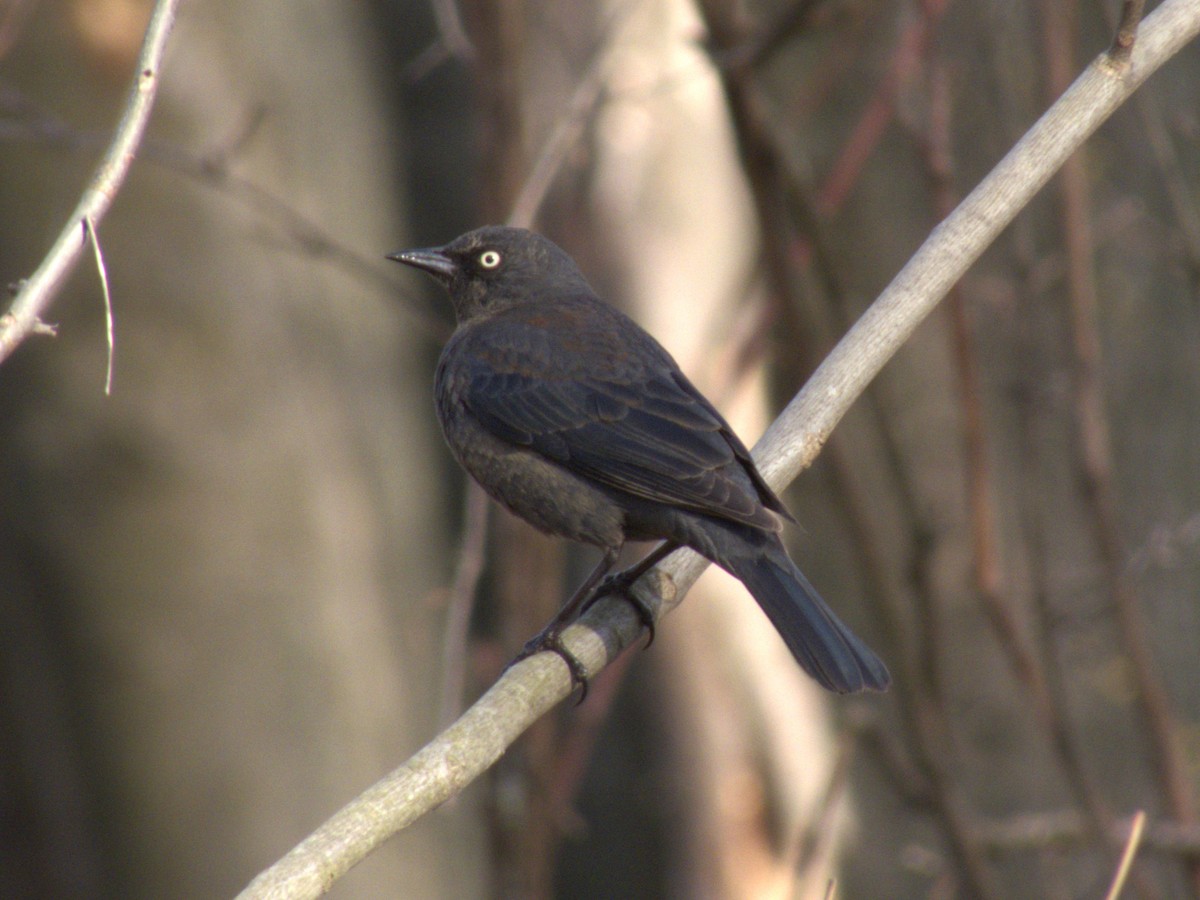 Rusty Blackbird - ML617130566