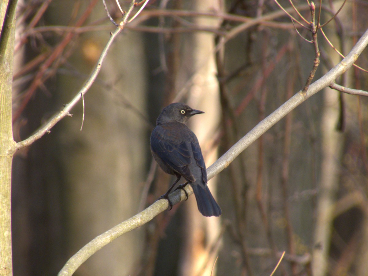 Rusty Blackbird - ML617130567