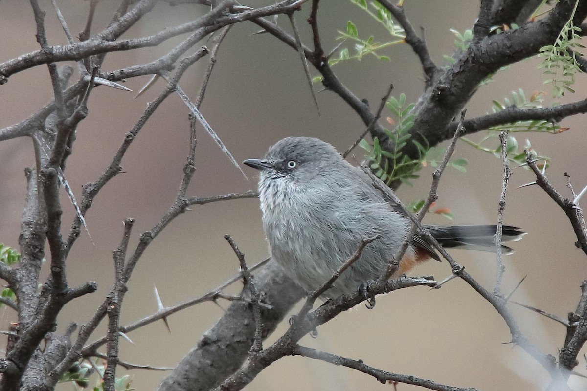 Chestnut-vented Warbler - ML617130573