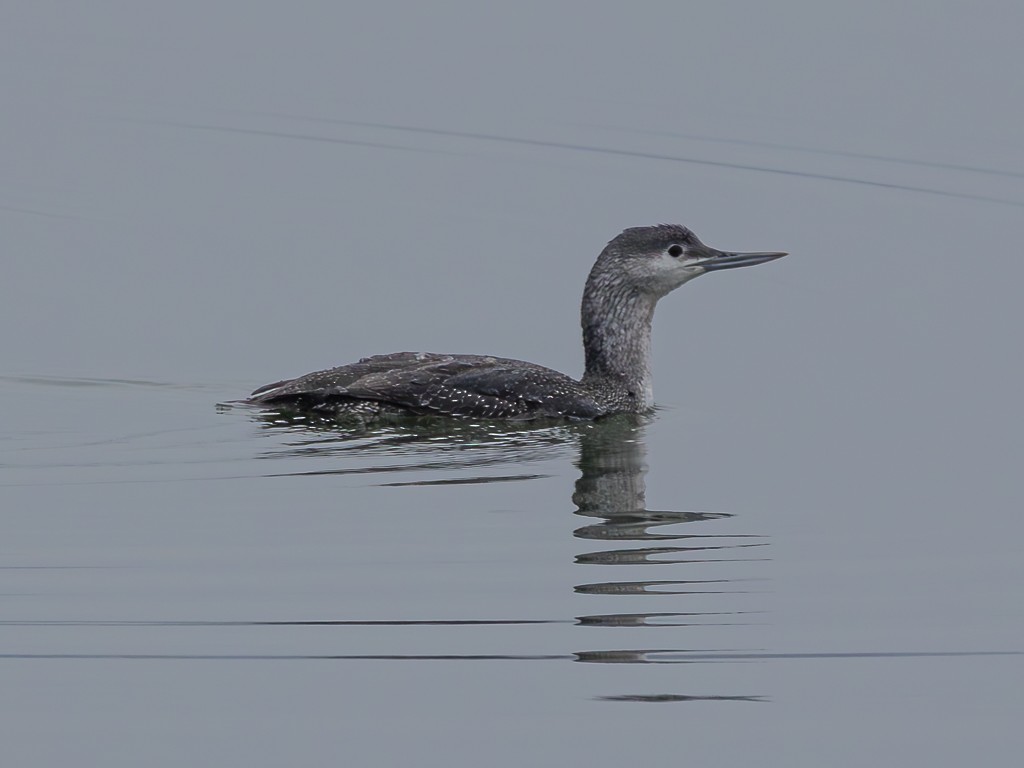 Red-throated Loon - ML617130594