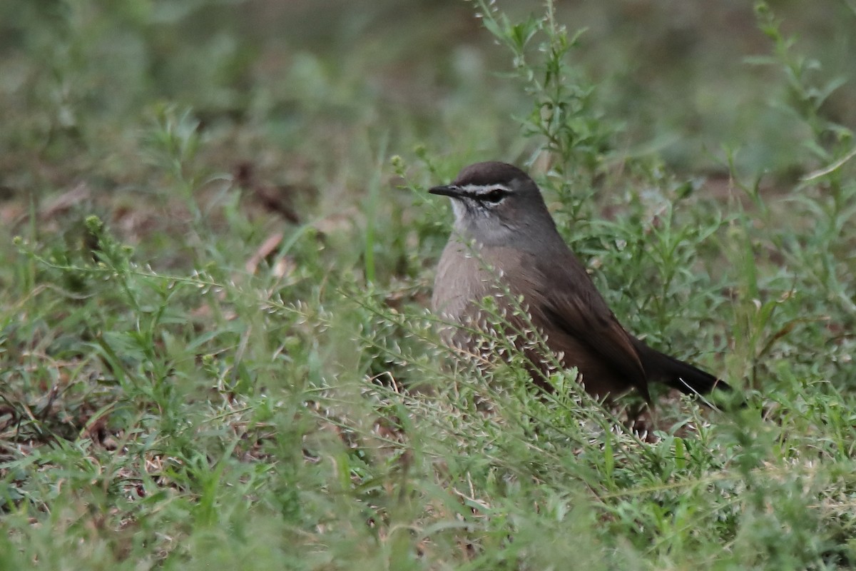 Karoo Scrub-Robin - Johan Heyns