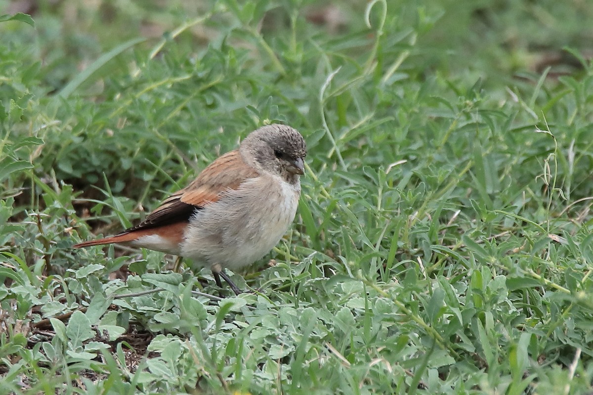 Black-headed Canary - ML617130755