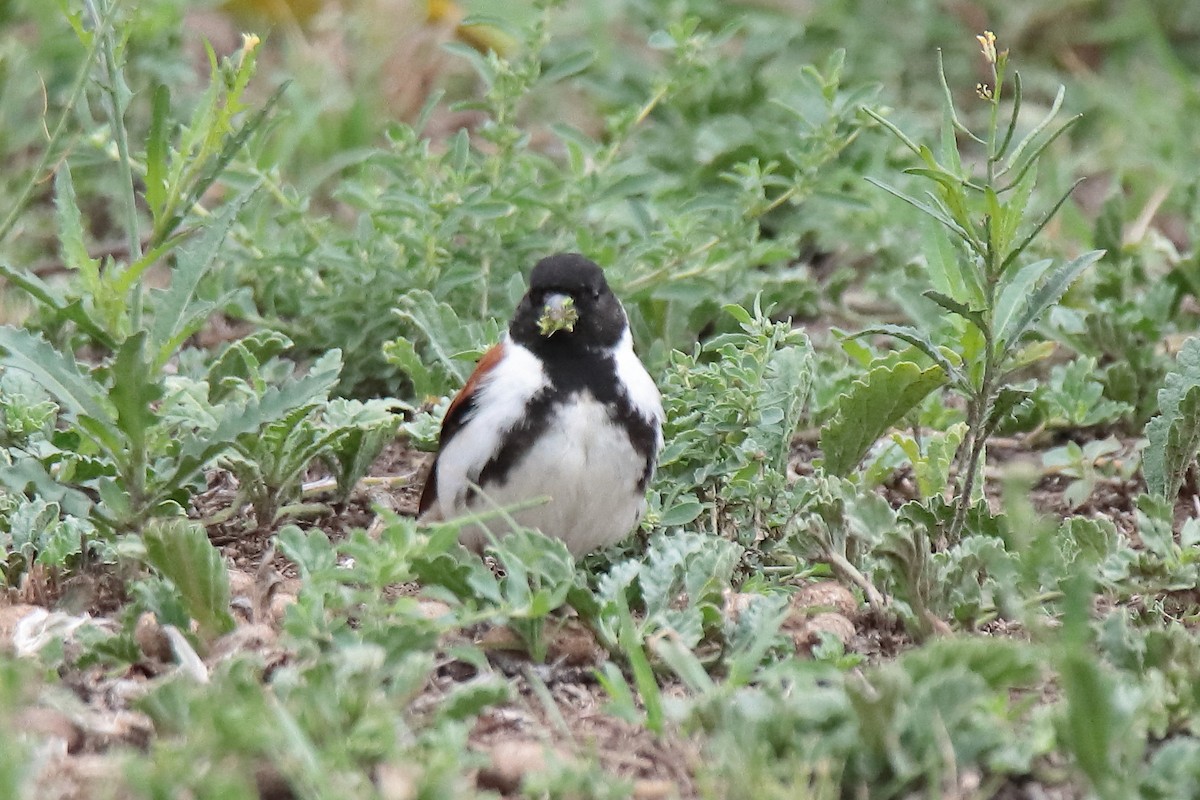 Black-headed Canary - ML617130758