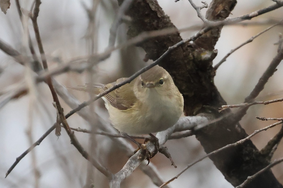 Пеночка-теньковка (tristis) - ML617130761