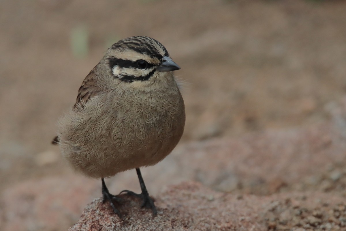 Cape Bunting - Johan Heyns