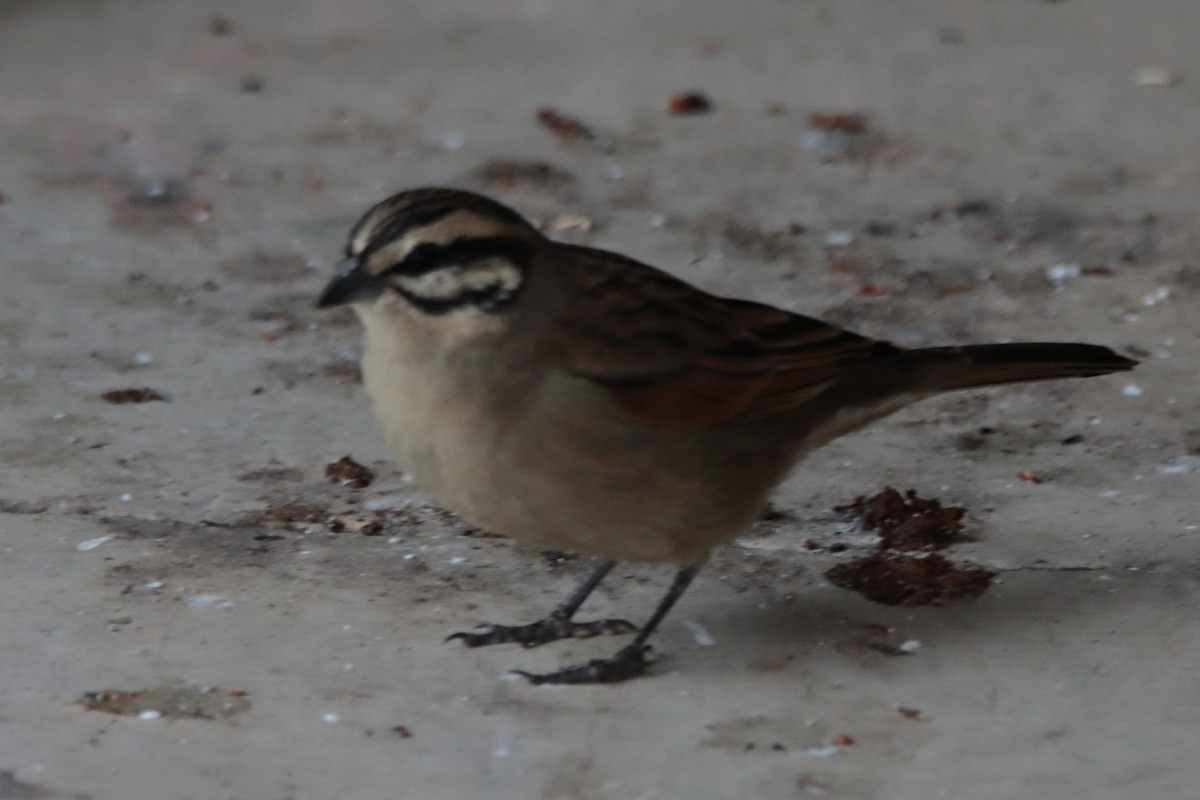 Cape Bunting - Johan Heyns