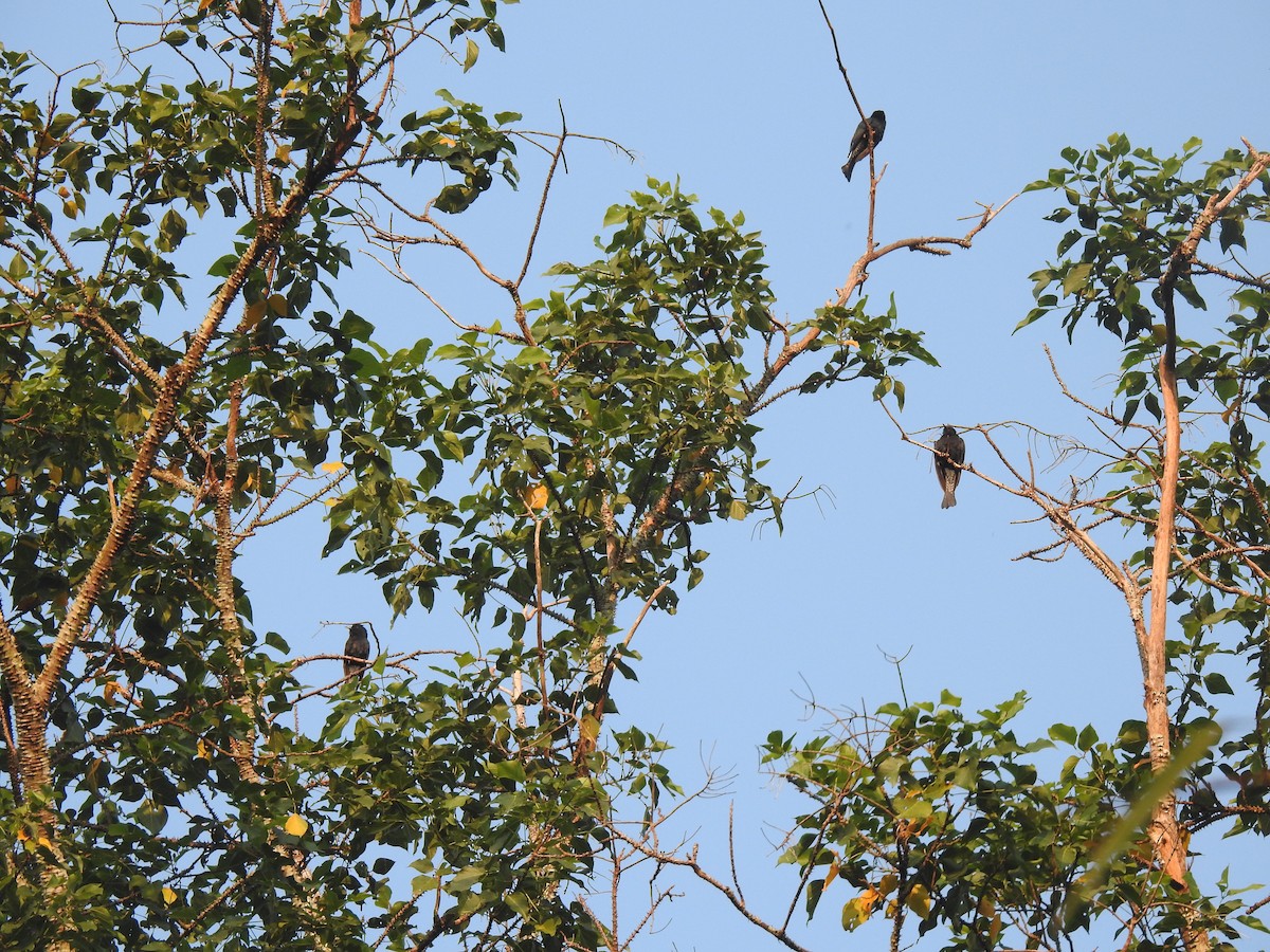 Square-tailed Drongo-Cuckoo - ML617130829