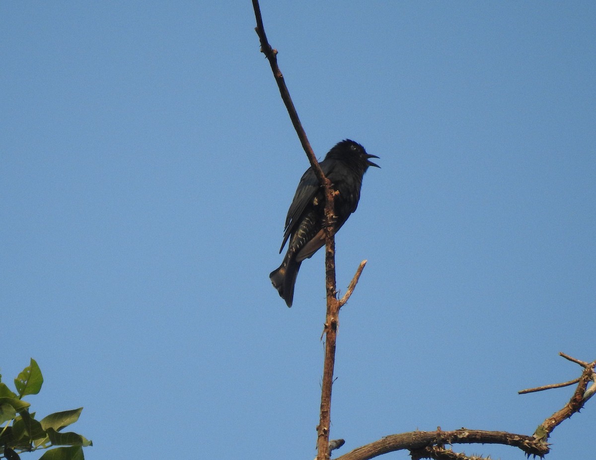 Square-tailed Drongo-Cuckoo - ML617130836