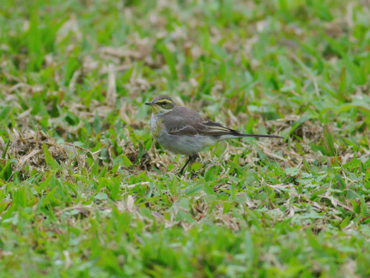 Eastern Yellow Wagtail - ML617130837