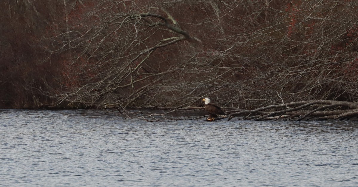 Bald Eagle - Stefan Mutchnick