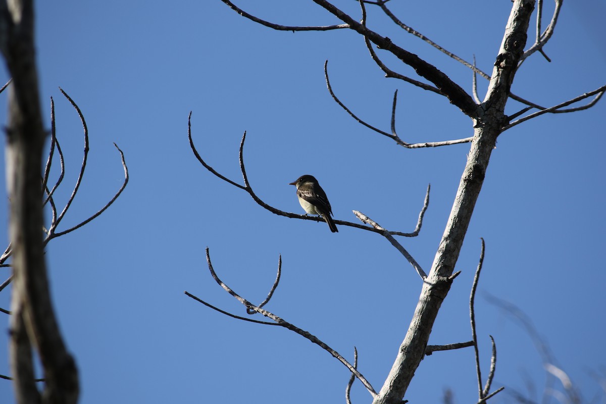 Eastern Wood-Pewee - Meg Rousher