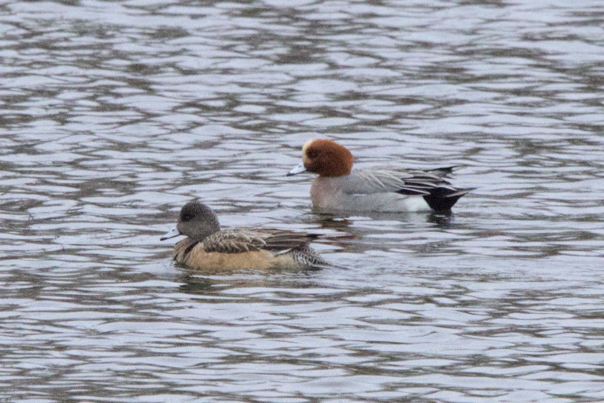 Eurasian Wigeon - ML617130919