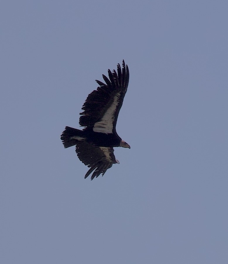 California Condor - ML617130973