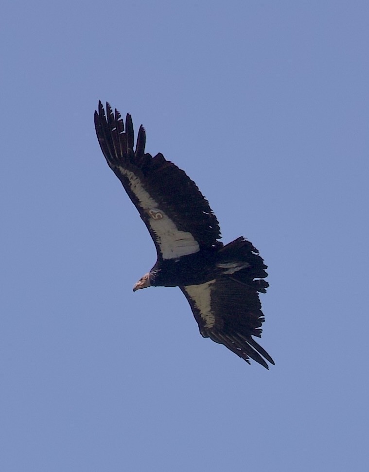 California Condor - ML617130974