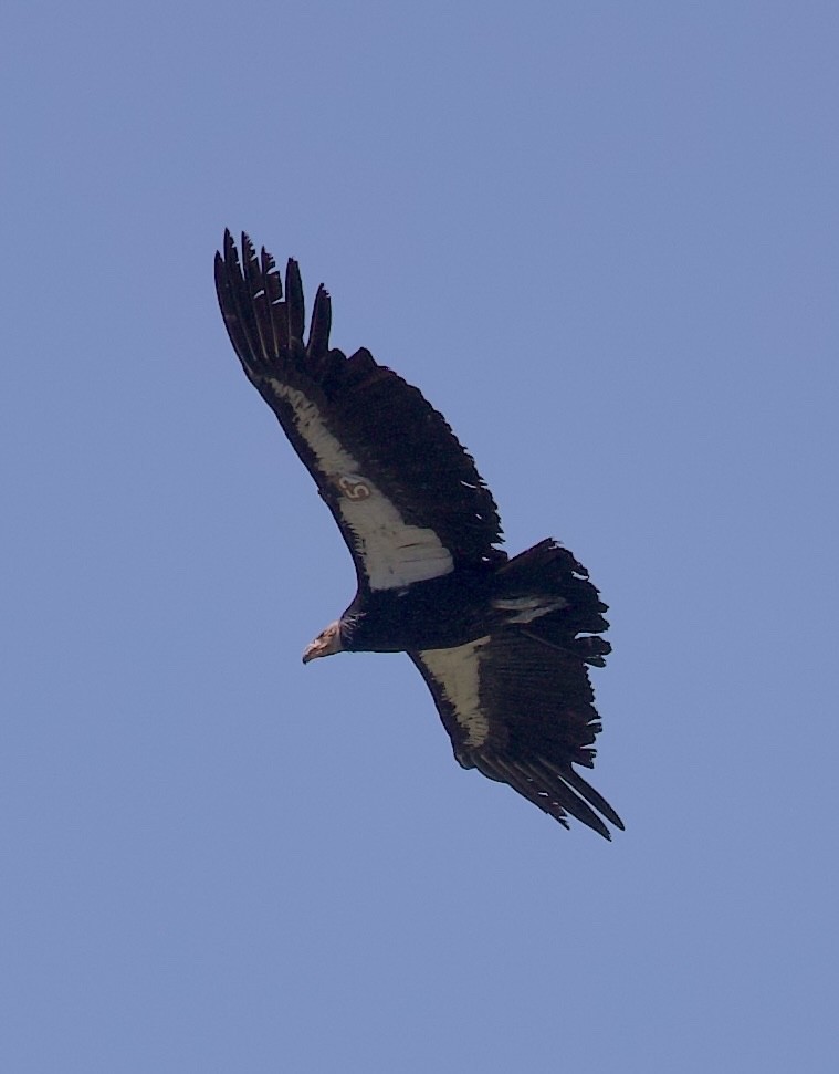 Cóndor Californiano - ML617130974