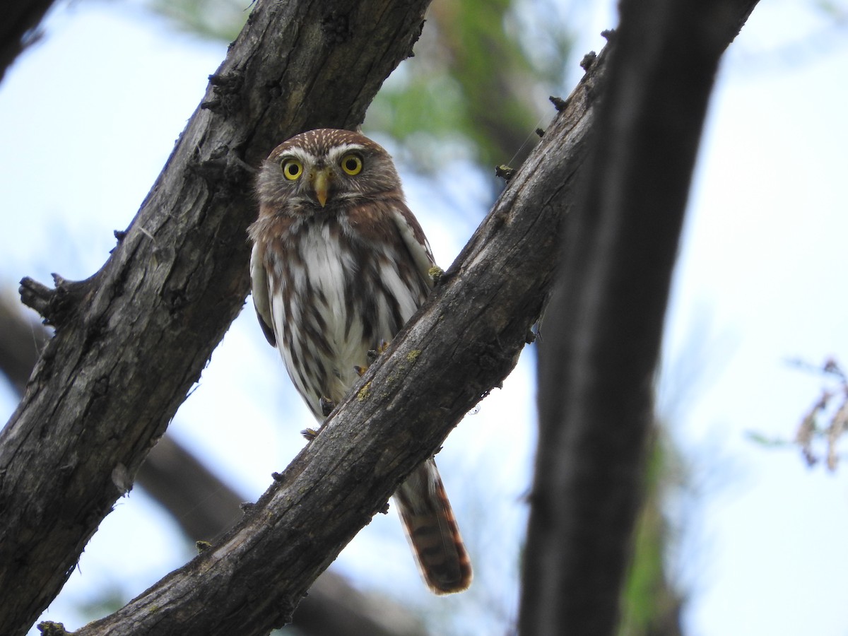 Ferruginous Pygmy-Owl - ML617130992