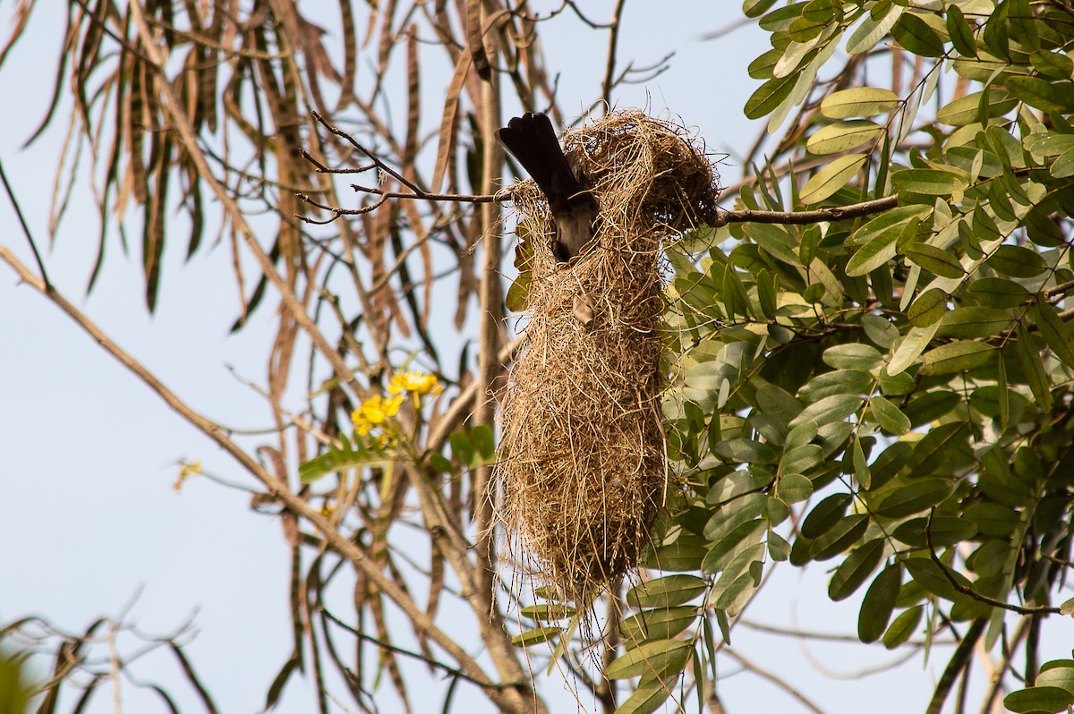 Rufous-fronted Thornbird - Eduardo Vieira 17