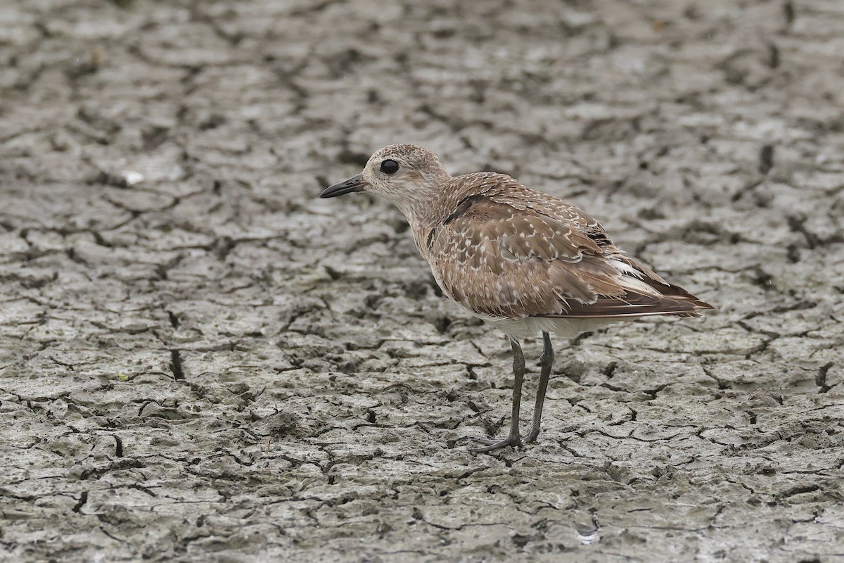 Black-bellied Plover - 國凌 薛