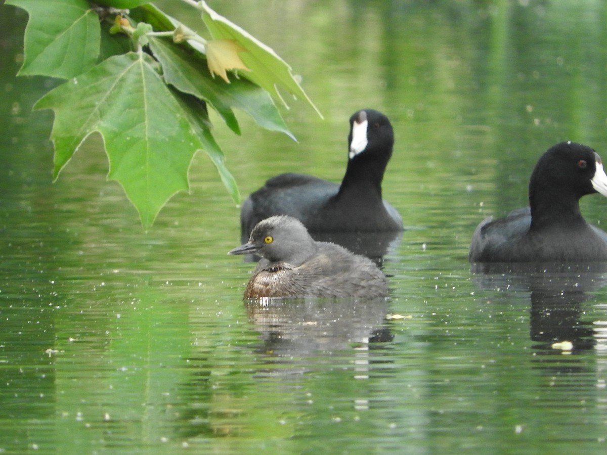 Least Grebe - ML617131052