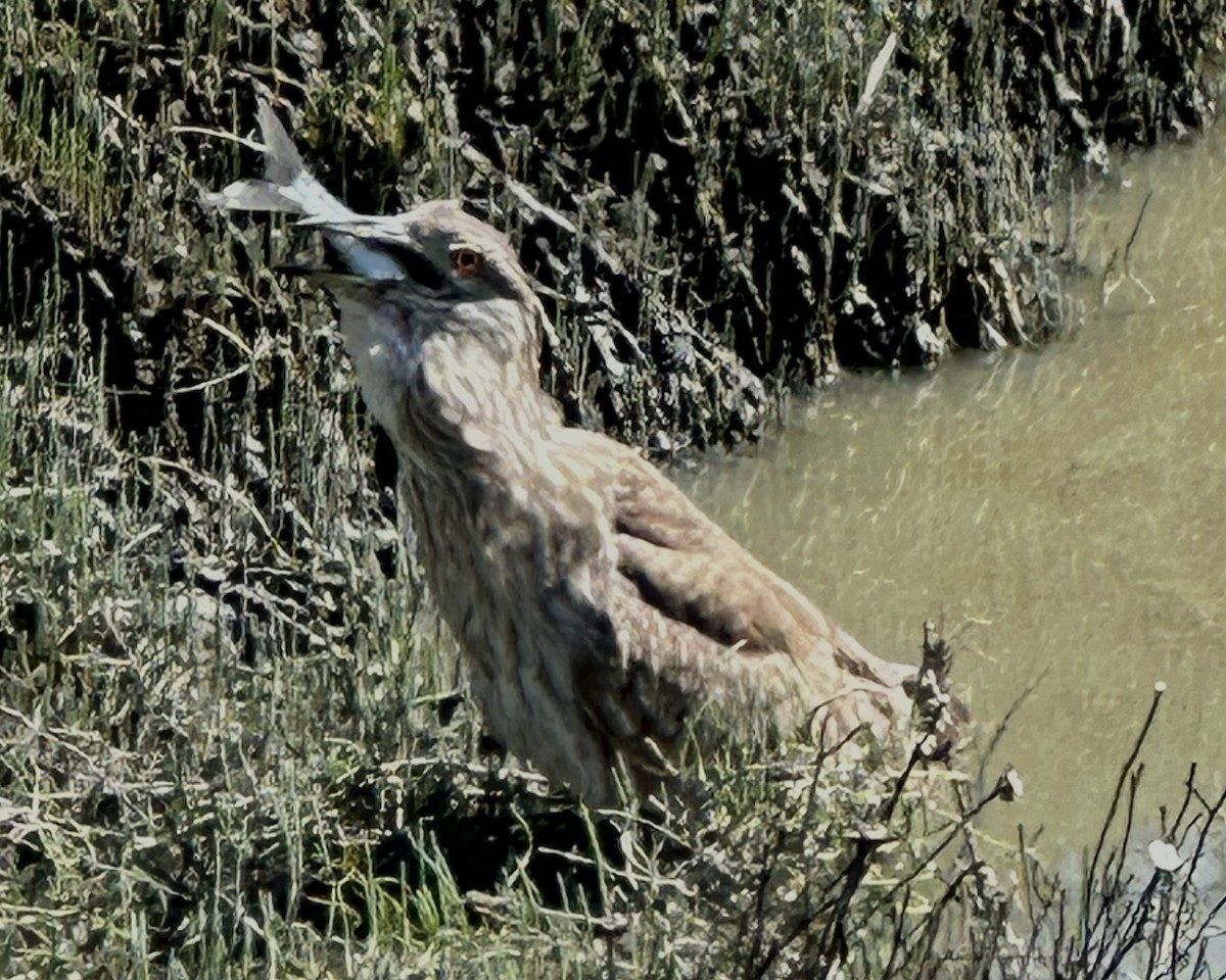 Black-crowned Night Heron - ML617131185