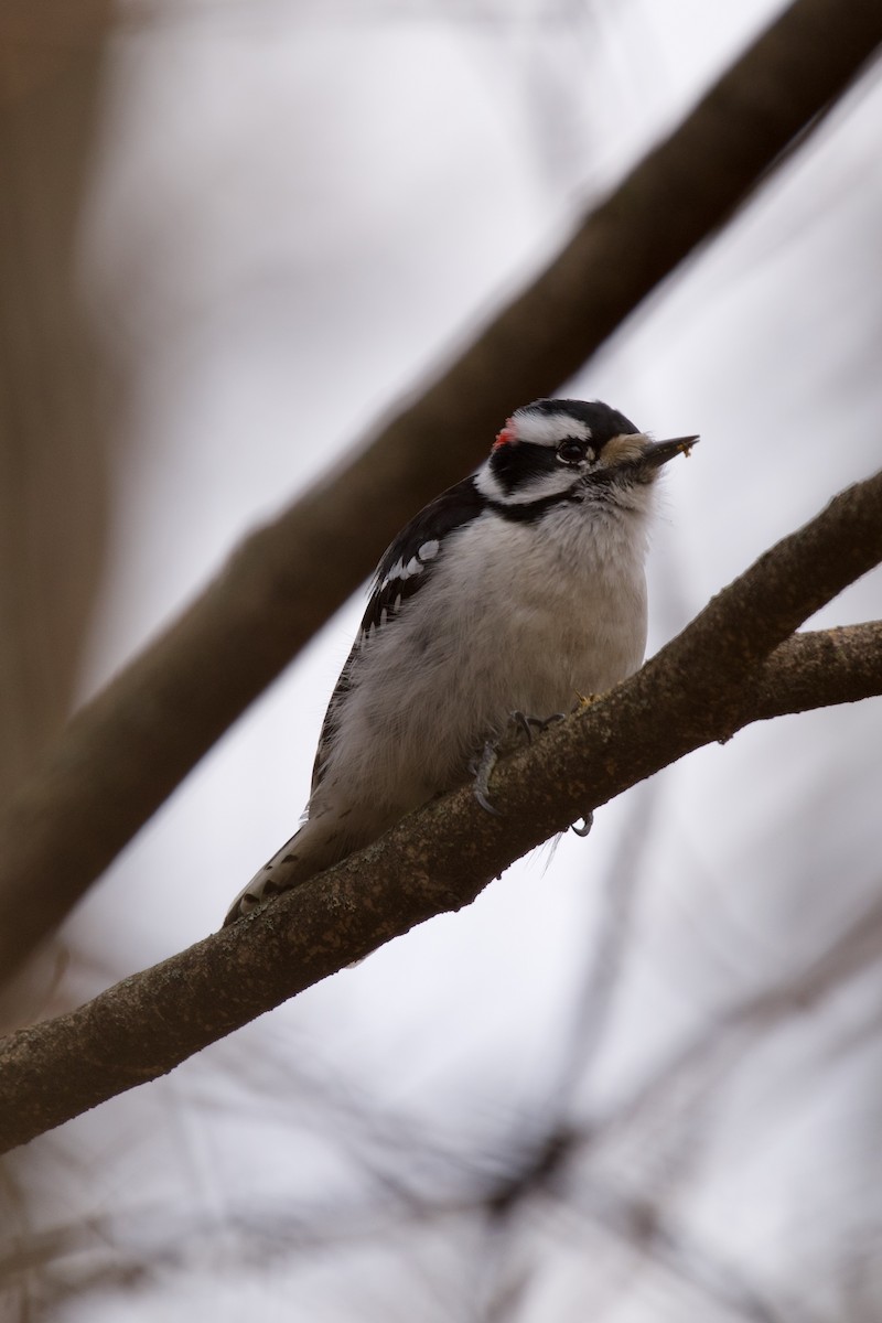 Downy Woodpecker - ML617131289