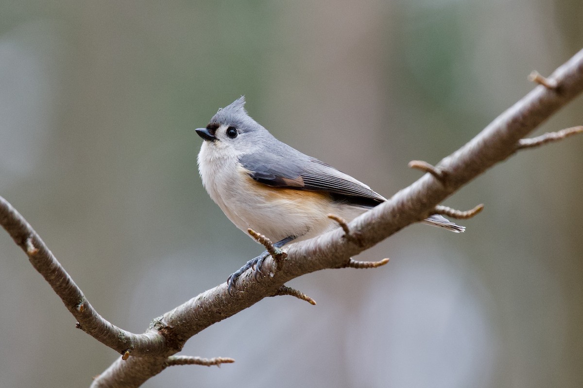 Tufted Titmouse - Félix Cloutier