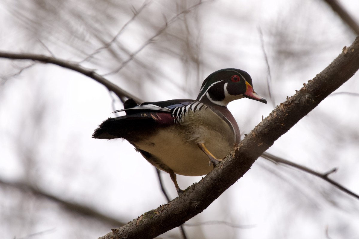 Wood Duck - ML617131296