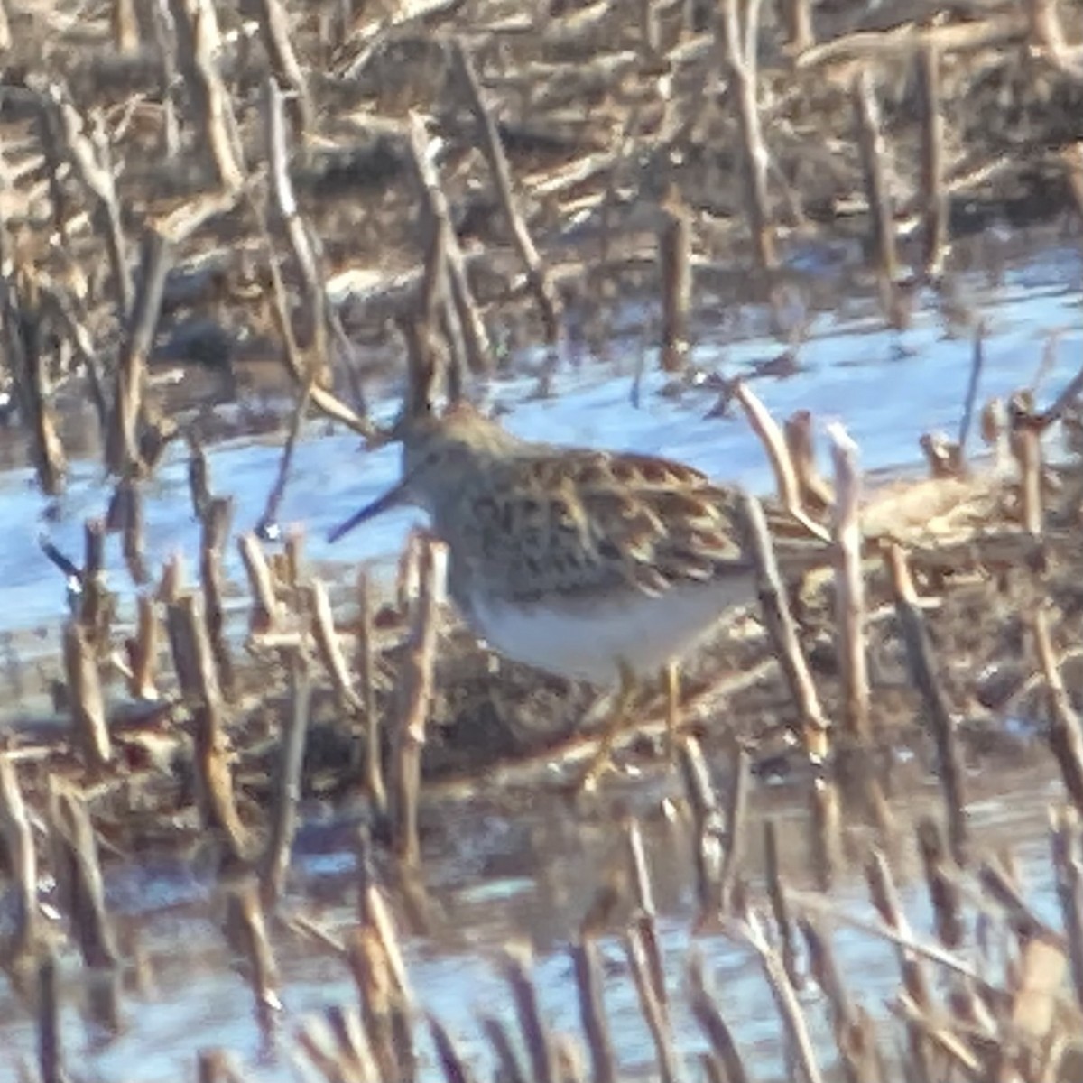 Pectoral Sandpiper - ML617131302